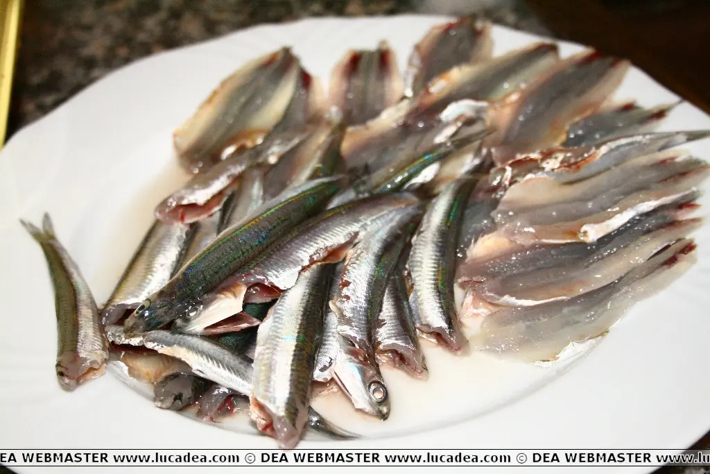 Acciughe fresche aperte e preparate per il fritto secondo la tradizione ligure del bagnun