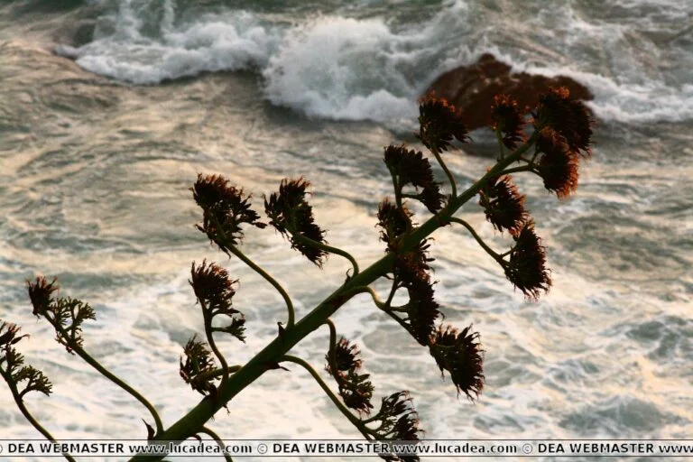 Agave sul mare