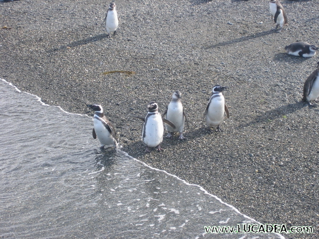 pinguini argentina