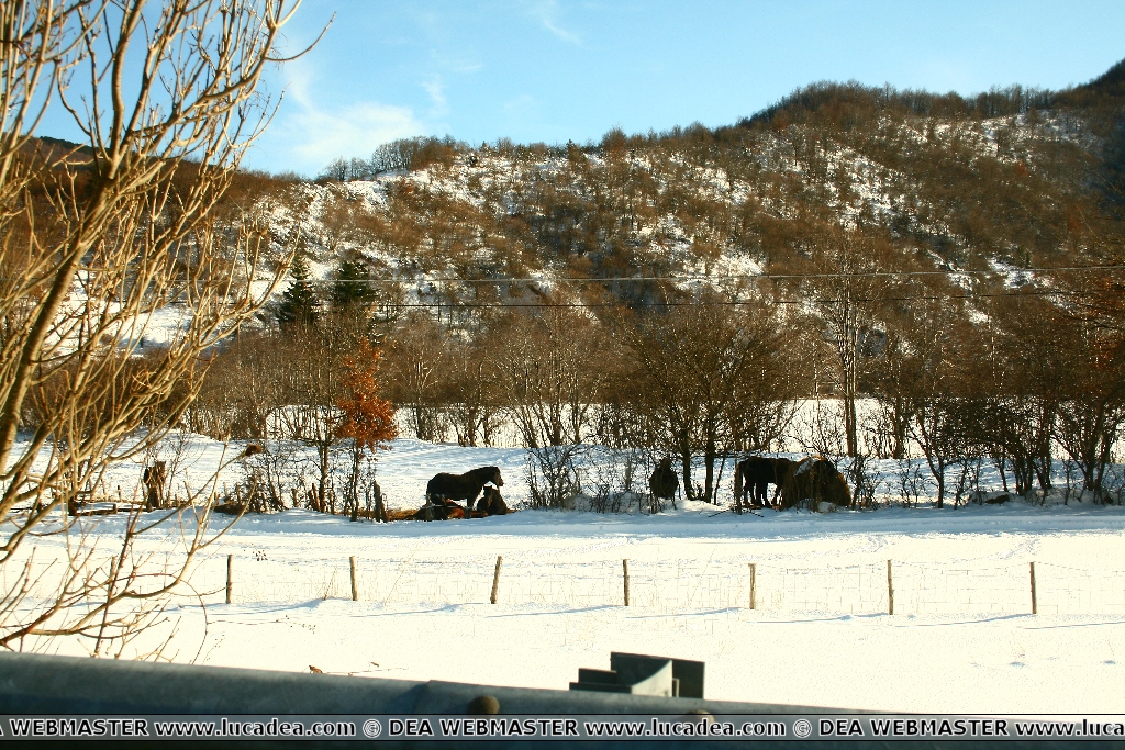 cavalli su neve