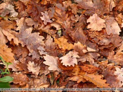 foglie cadute