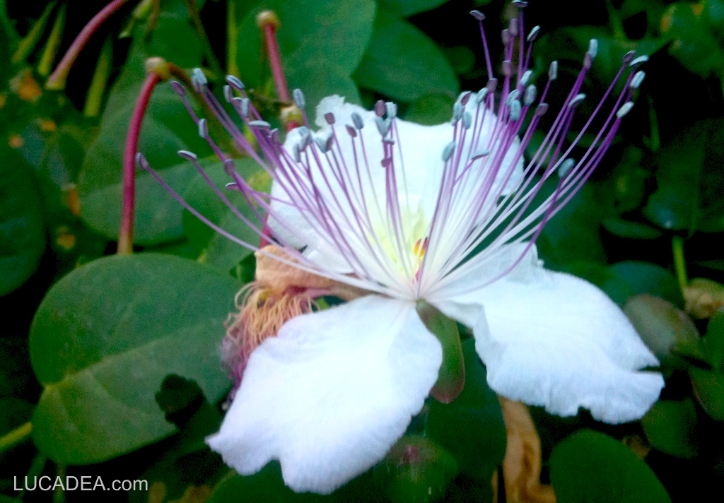 Fiore del cappero