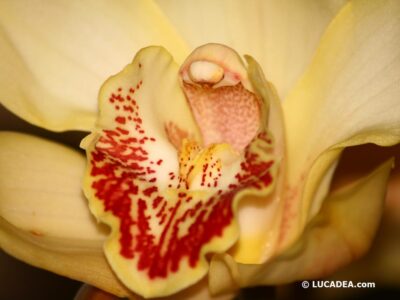 Orchidea, un fiore bellissimo