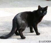 Gatto nero