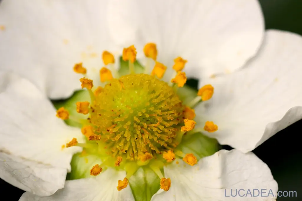 Fiore della fragola fotografato in macro nel giardino con petali bianchi e dettagli ravvicinati