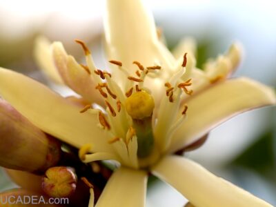 La Zagara: il bellissimo fiore del limone