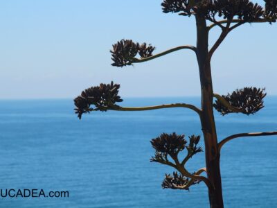 Fiore dell'agave col mare di sfondo: un'immagine classica