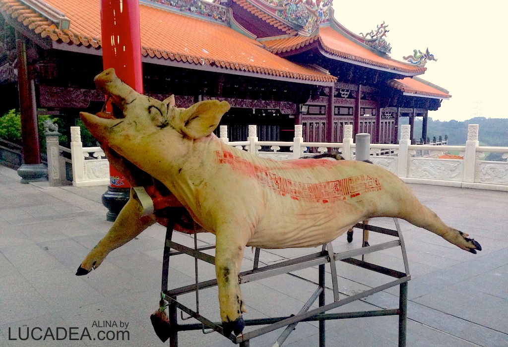 Pig in the temple