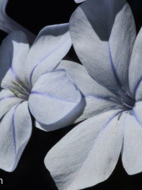 Fiore azzurro