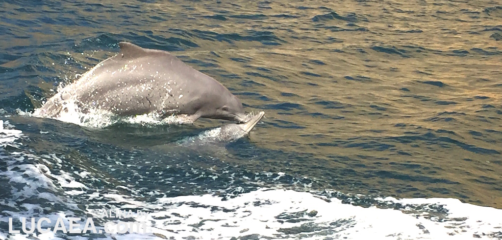 Dolphin in Khasab