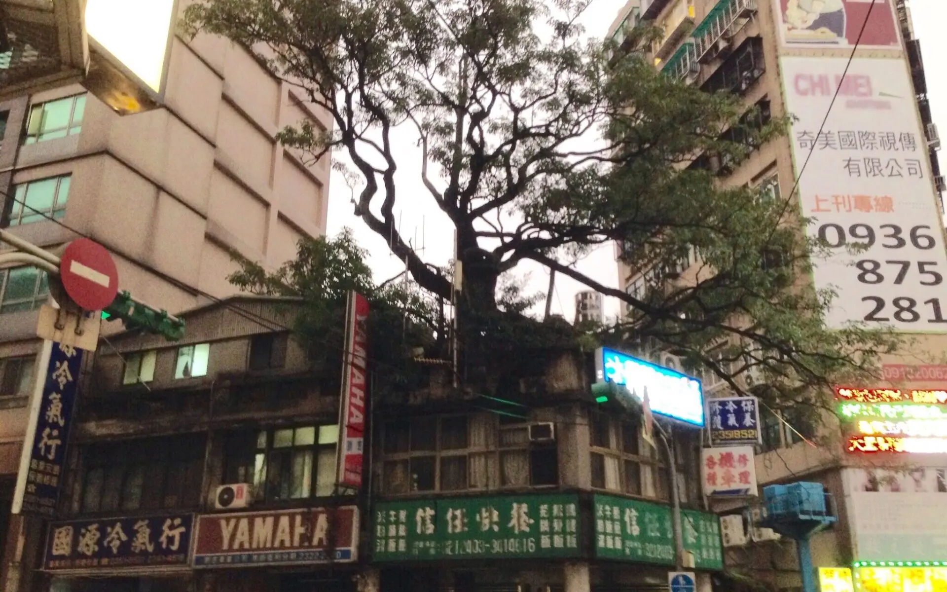 L'albero sulla casa