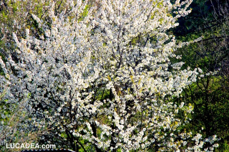 Alberi in fiore