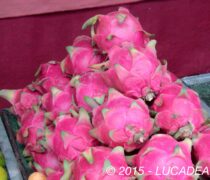 Frutto del drago: il dragon fruit asiatico dalla Thailandia