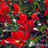 fiori-rossi