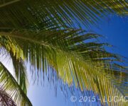 Sole tra le palme in una spiaggia dei Caraibi