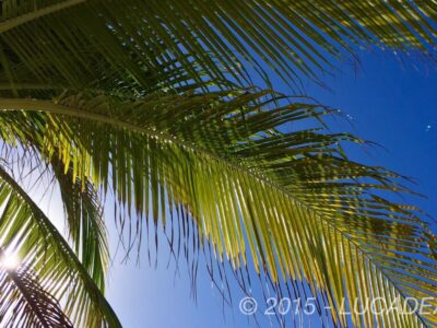 Sole tra le palme in una spiaggia dei Caraibi