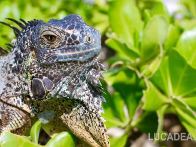 Iguana: un rettile antico comune in centroamerica