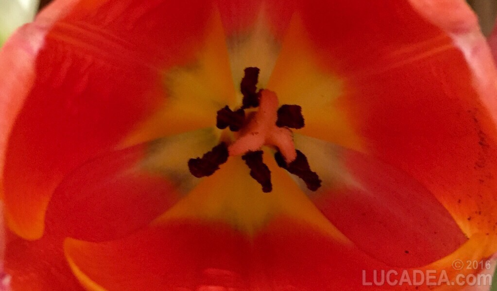 Pistilli del tulipano