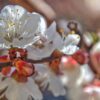 fiori di albicocco
