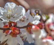 Fiori di albicocco, tra i più belli per le foto