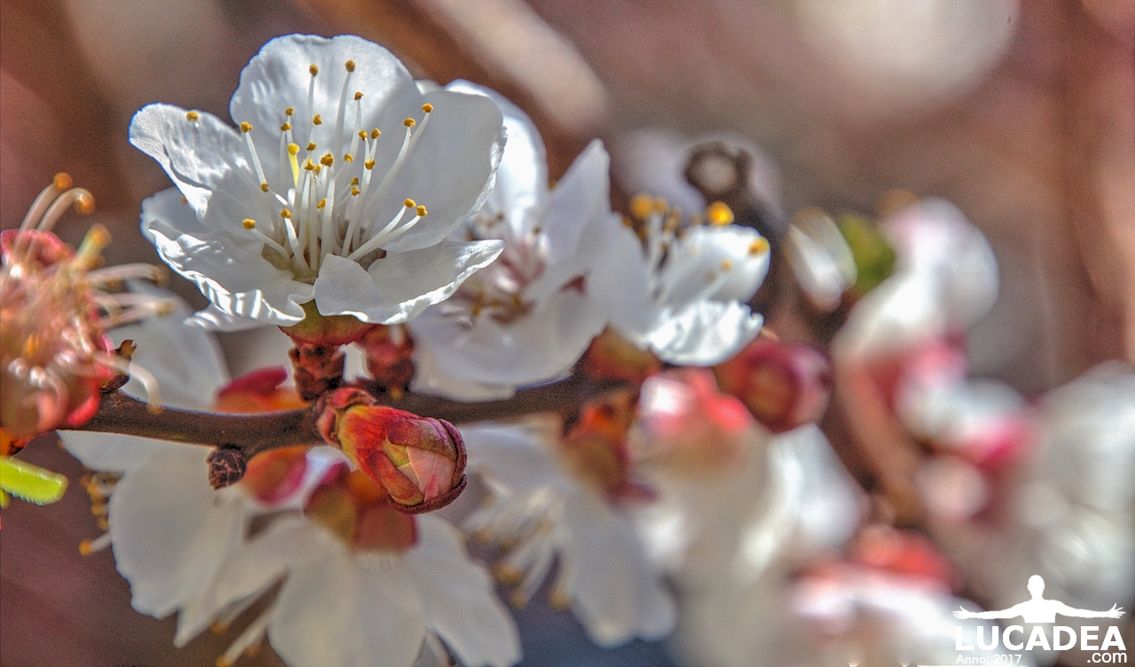 fiori di albicocco
