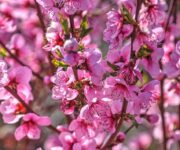 Fiori rosa: un intero albero di fiori spettacolari