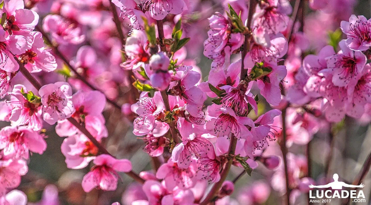fiori rosa