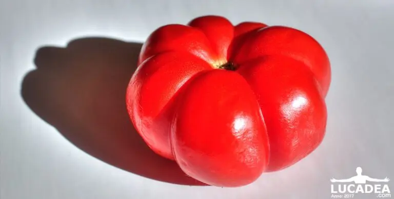 Pomodoro