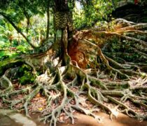 Le radici di un albero a Bali in Indonesia