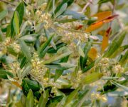 I fiori dell'olivo