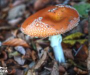 Amanita muscaria: il fungo velenoso più conosciuto