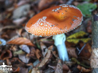 Amanita muscaria: il fungo velenoso più conosciuto