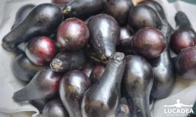 Piatto con palte, varietà di avocado coltivata in Liguria, frutti tropicali dalla forma caratteristica
