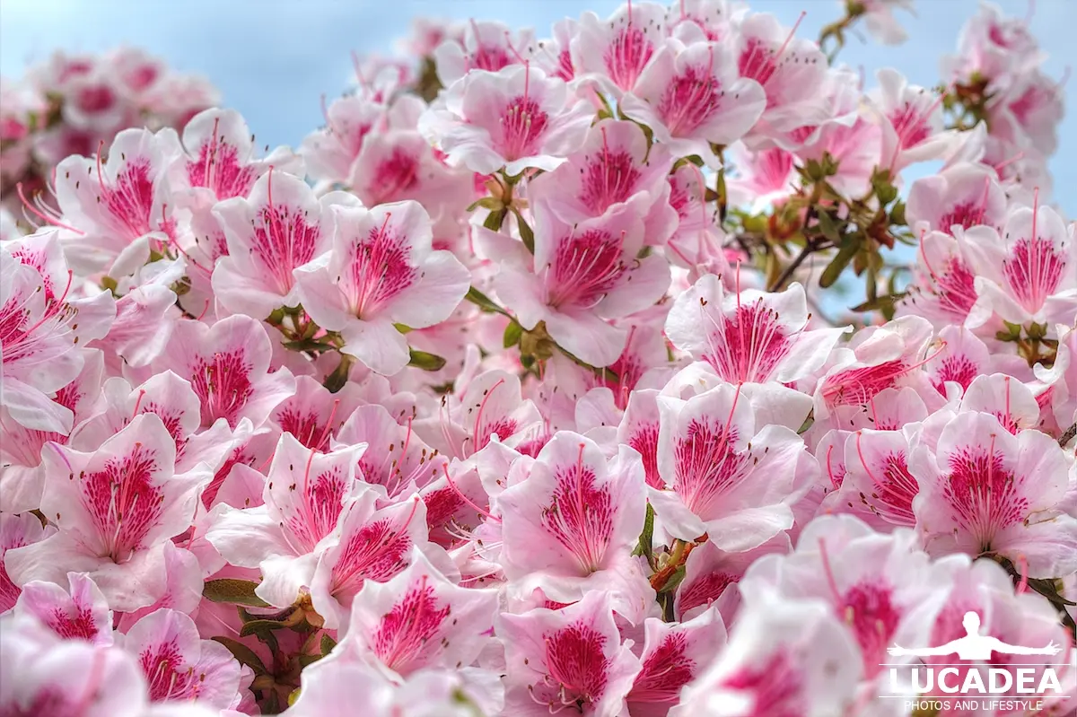 Azalea covered with hundreds of white and pink flowers, photographed during a walk with the dog