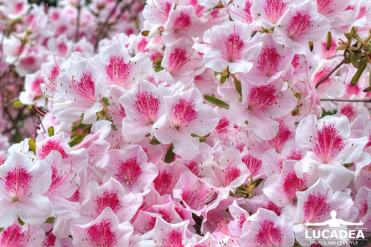 Azalea con centinaia di fiori bianchi e rosa, fotografata durante una passeggiata con il cane