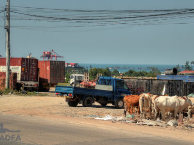 Mucche per strada in Cambogia