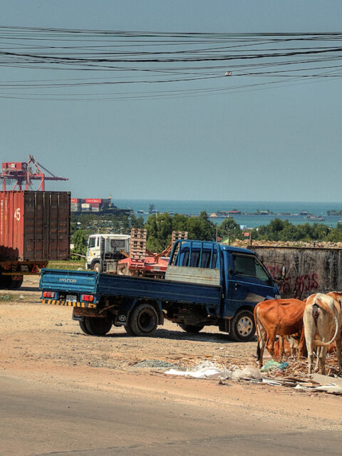 Mucche per strada in Cambogia