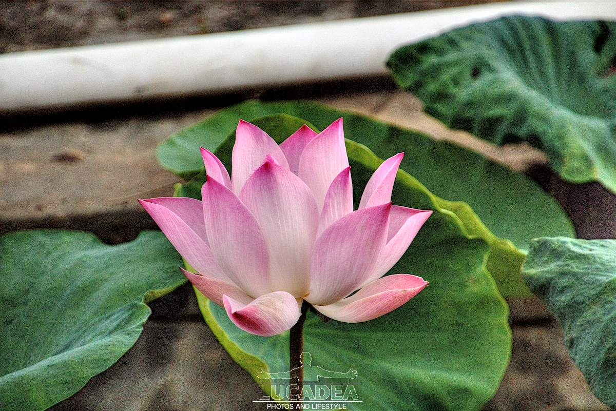 Fiore di loto in Vietnam