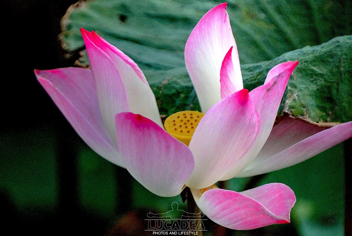 Fiore di loto in Vietnam