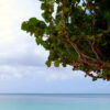 Albero in spiaggia a Grenada 1