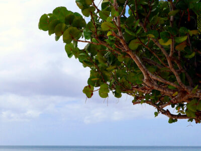 Albero in spiaggia a Grenada