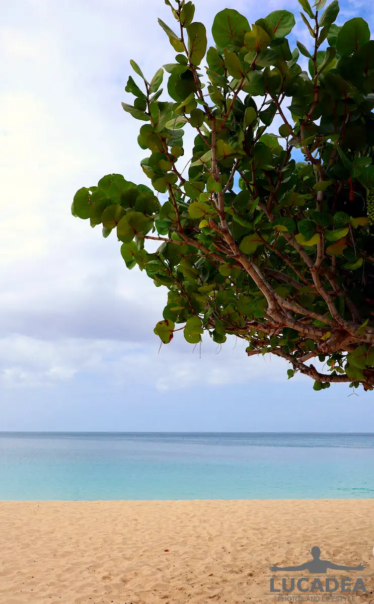 Albero in spiaggia a Grenada 1