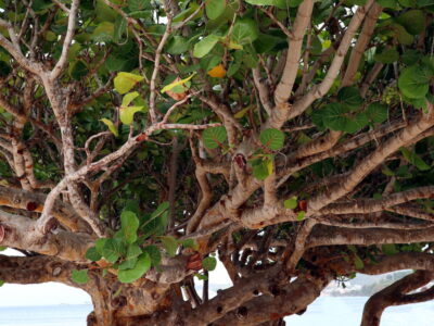 Albero in spiaggia a Grenada