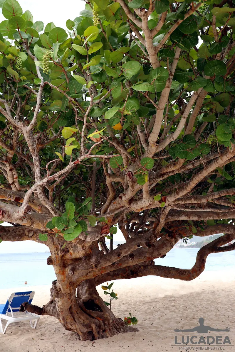 Albero in spiaggia a Grenada 2