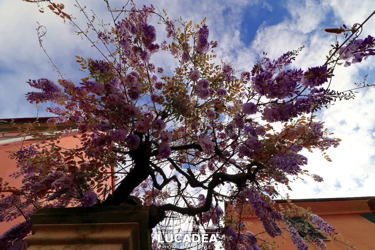 glicine lilla in fiore su cancello di villa a Sestri Levante