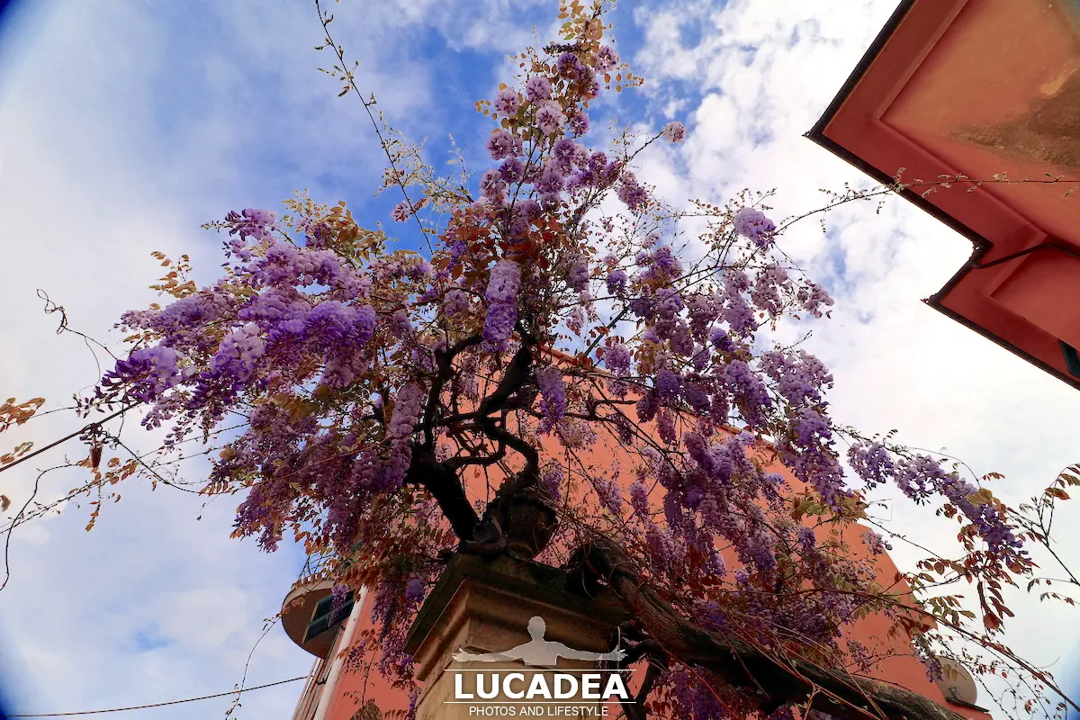 Glicine in fiore a maggio