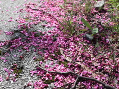 Petali rosa a terra