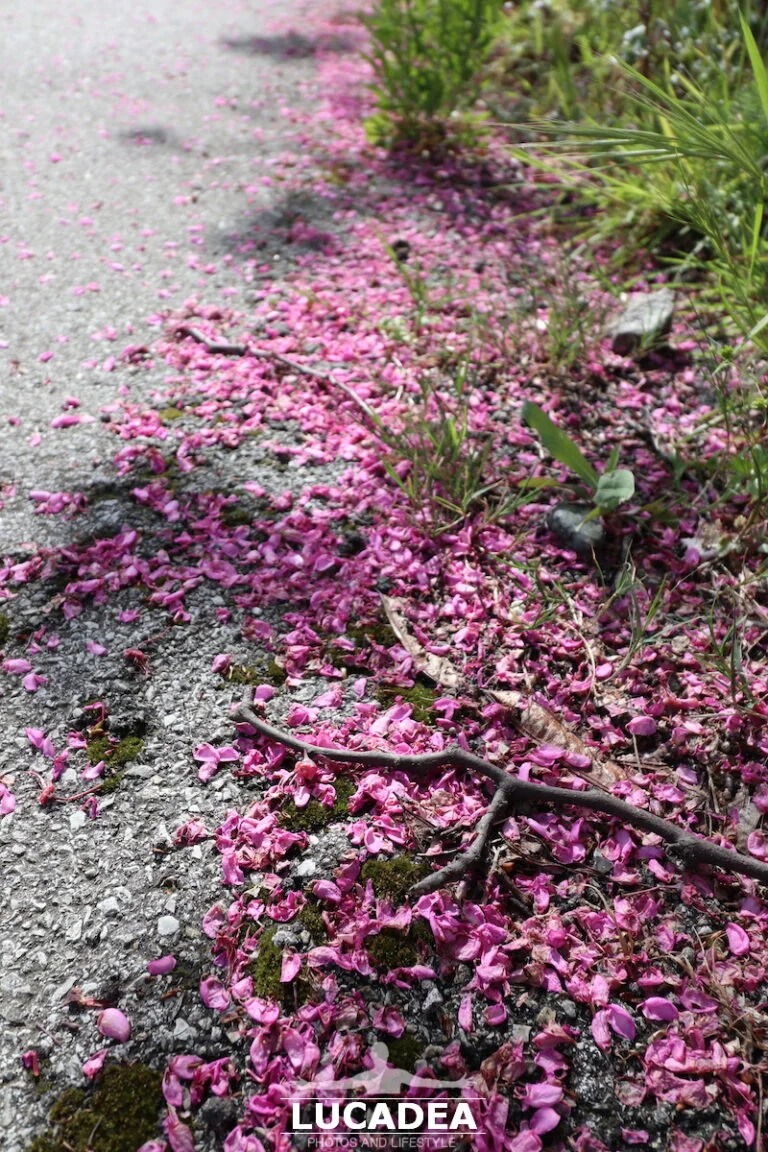 Petali rosa a terra