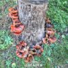 funghi su un tronco tagliato 1
