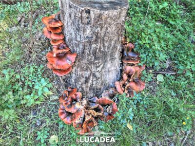 Funghi su un albero tagliato